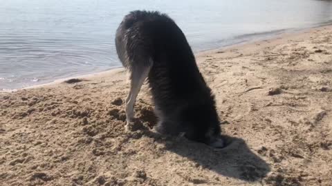 Husky looking for treasure?