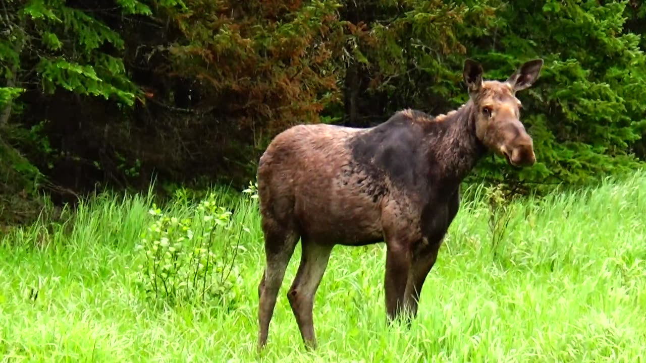 Roadside Moose