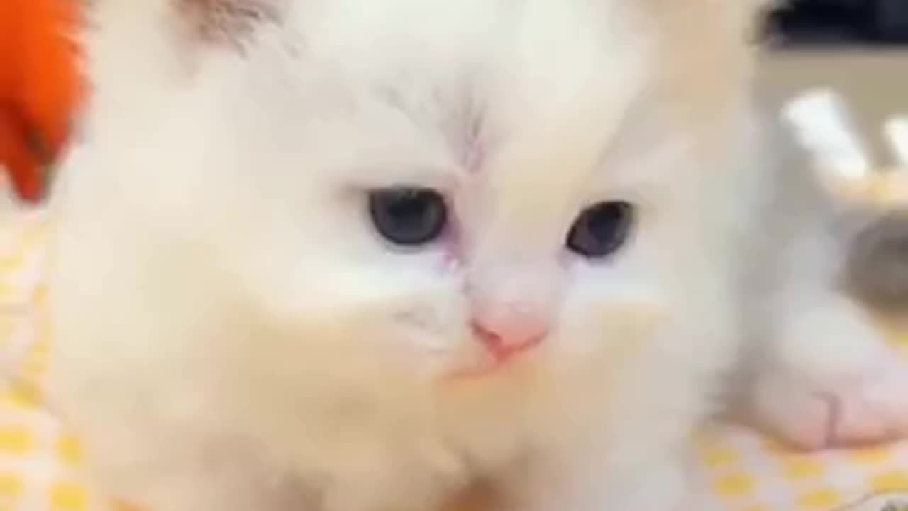 Beautiful cat 🐈 trending video