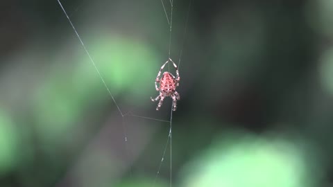 Spider Starts Up Web