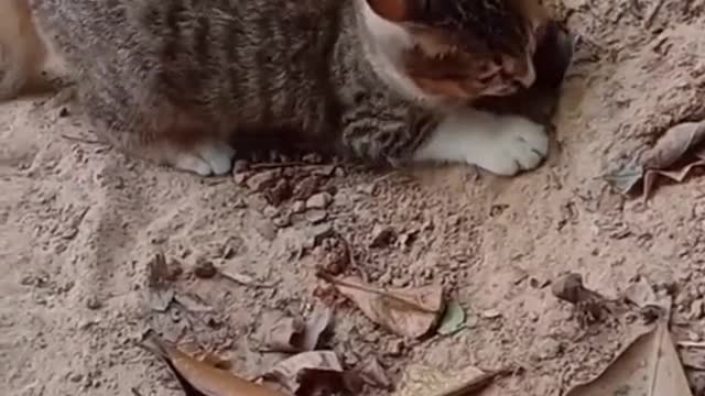 Catching snakes. #funny #cat