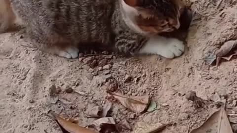 Catching snakes. #funny #cat