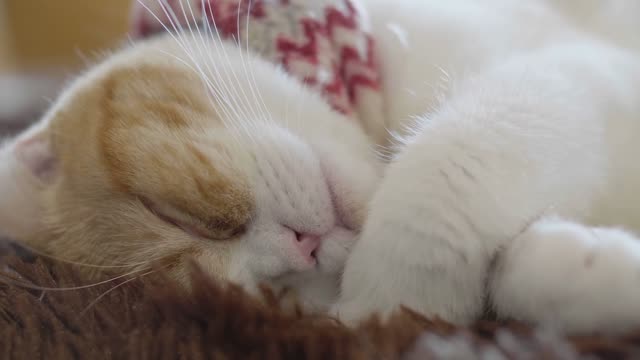 When cute cat go to sleep