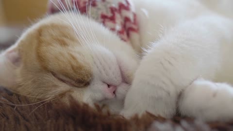 When cute cat go to sleep