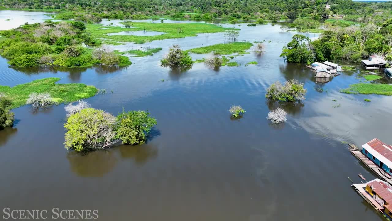 Amazon River 4k - Pink Dolphins In One Of The World’s Largest Rivers | Scenic Relaxation Film