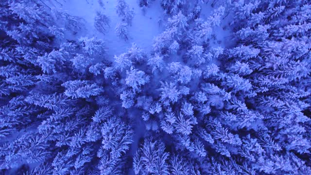 Snowy trees above winter landscape