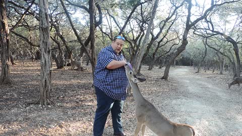 feeding deer by hand