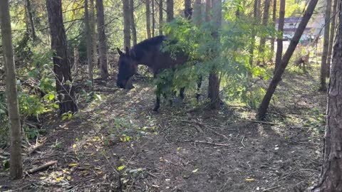 Just Sven and Molly wandering freely around the forest