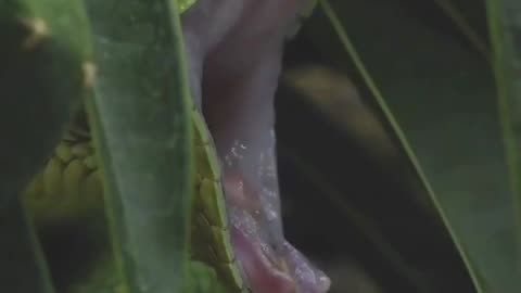 Close Up View Of A Venomous Green Snake #shorts #viral #shortsvideo #video