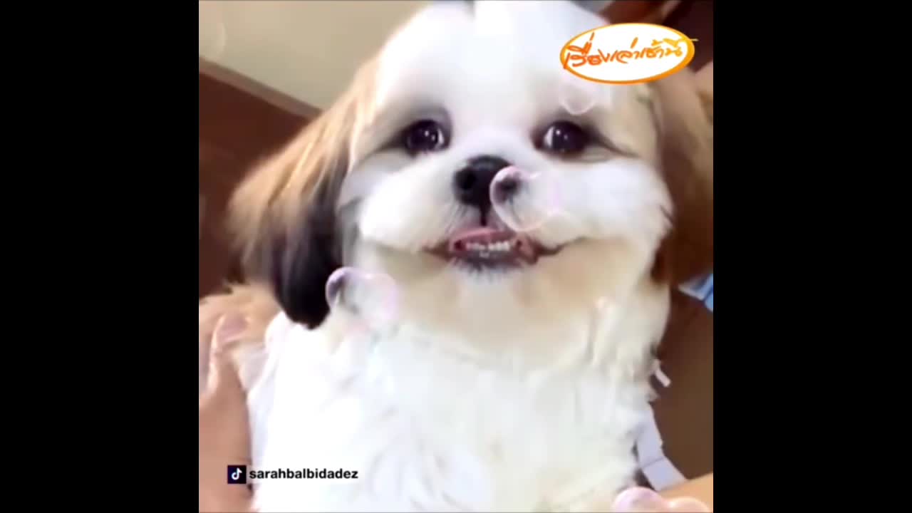 when your dog falling in love and smile