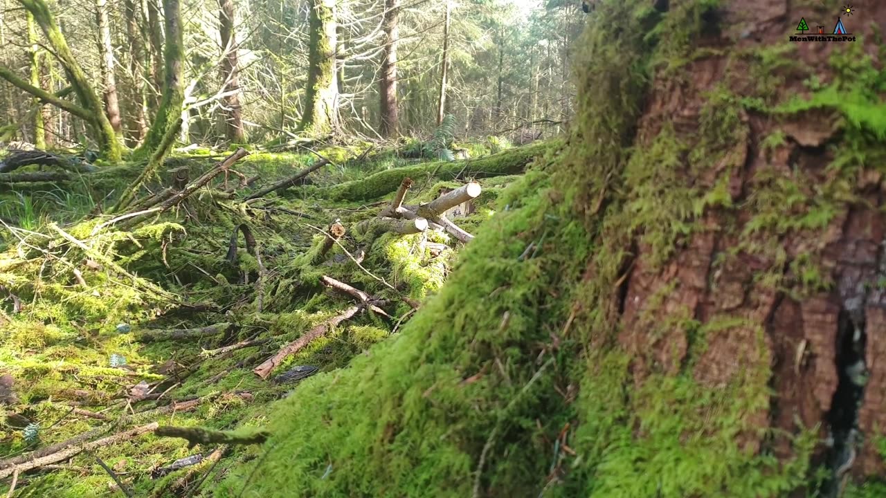 🔥Whole Chicken Prepared in the Forest🔥 Relaxing Cooking