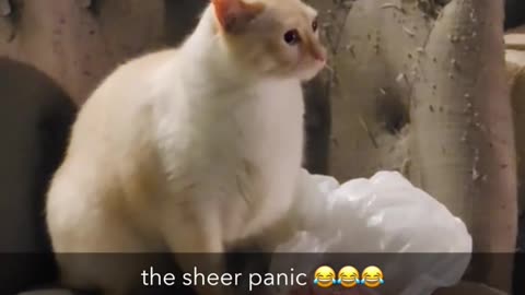 Funny cat videos | cute cats | Try not to laugh | Cat videos Compilation