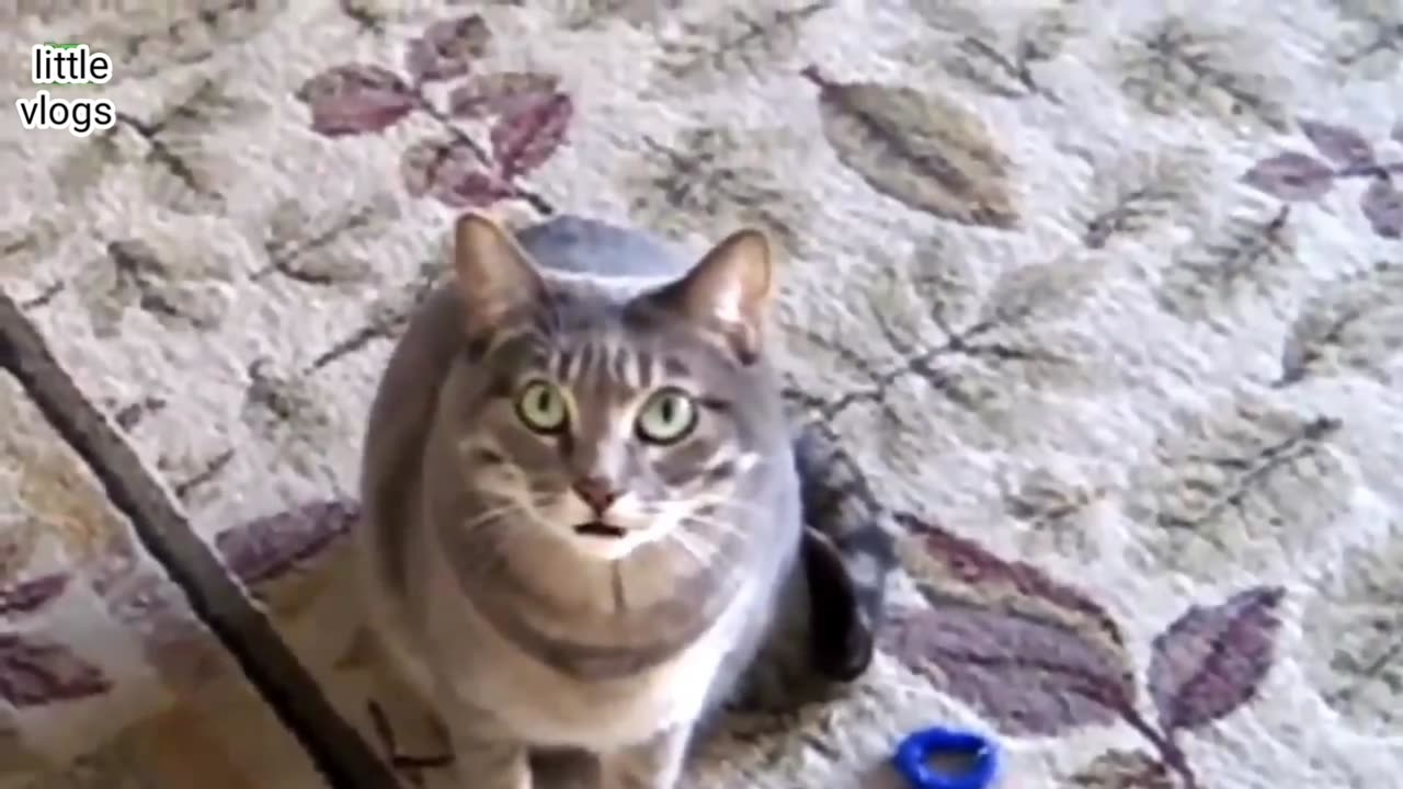Cute Pets And Funny Animals Compilation 1 - Pets Garden