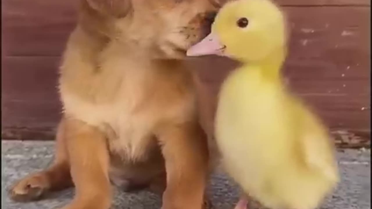 funny animals :)