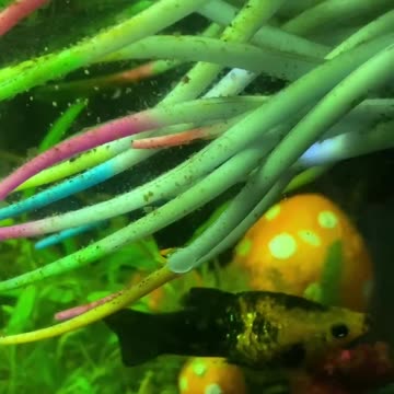 Fish Tank Update- New Babies In Both My Fish Tanks.