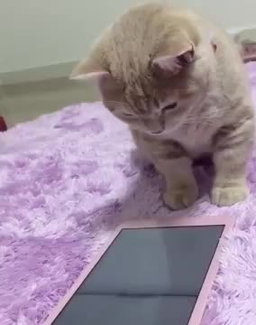 Watch the cute cat playing on the phone