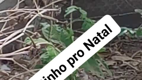 Prontinho pro Natal