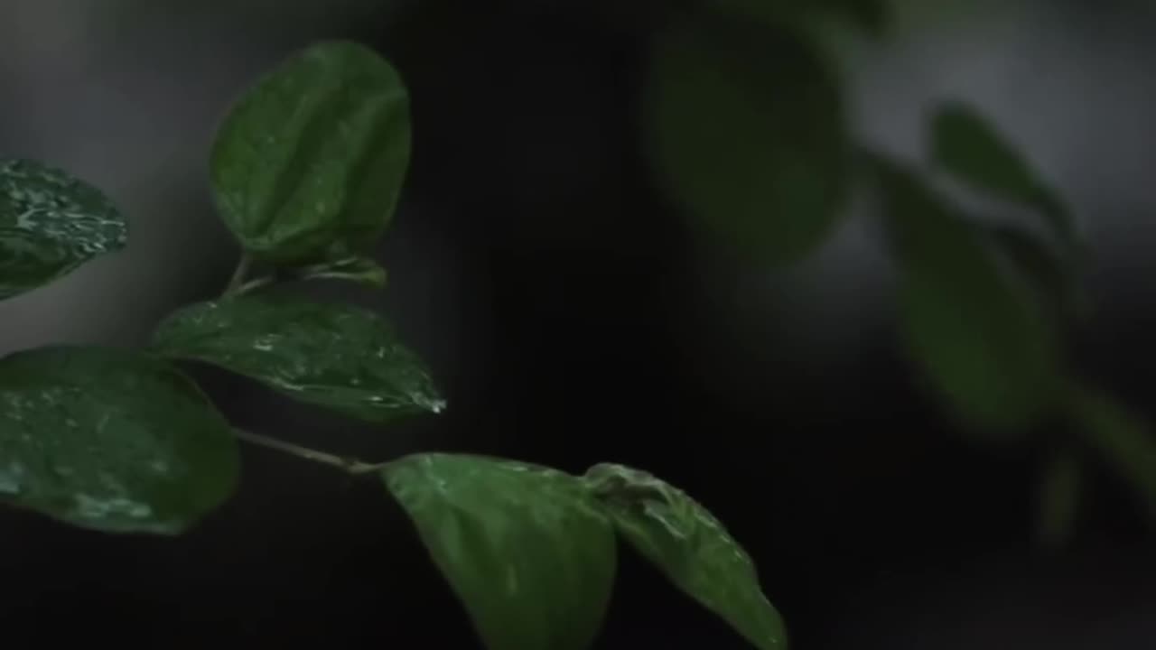 rain