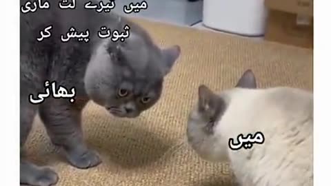 Cat's fighting in room.