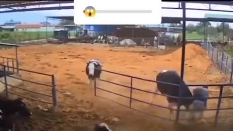 This dude got a bum steer!