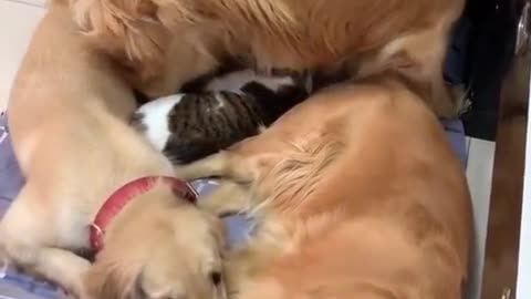 #pet #fyp #dog #cat #foryou