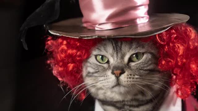 The Crazy Cat: Bye Alice, next time remember to bring the little one