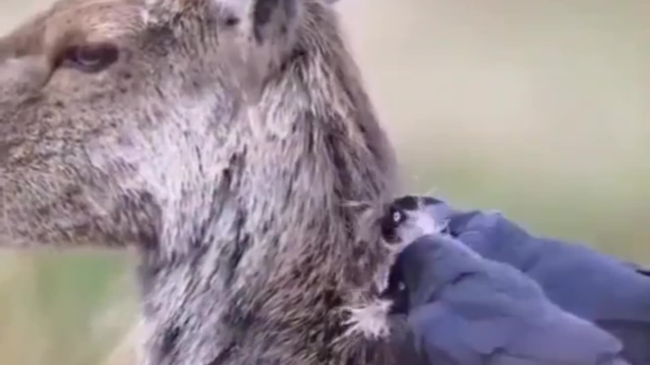 DEER HELPING HIER BIRDS FRIENDS