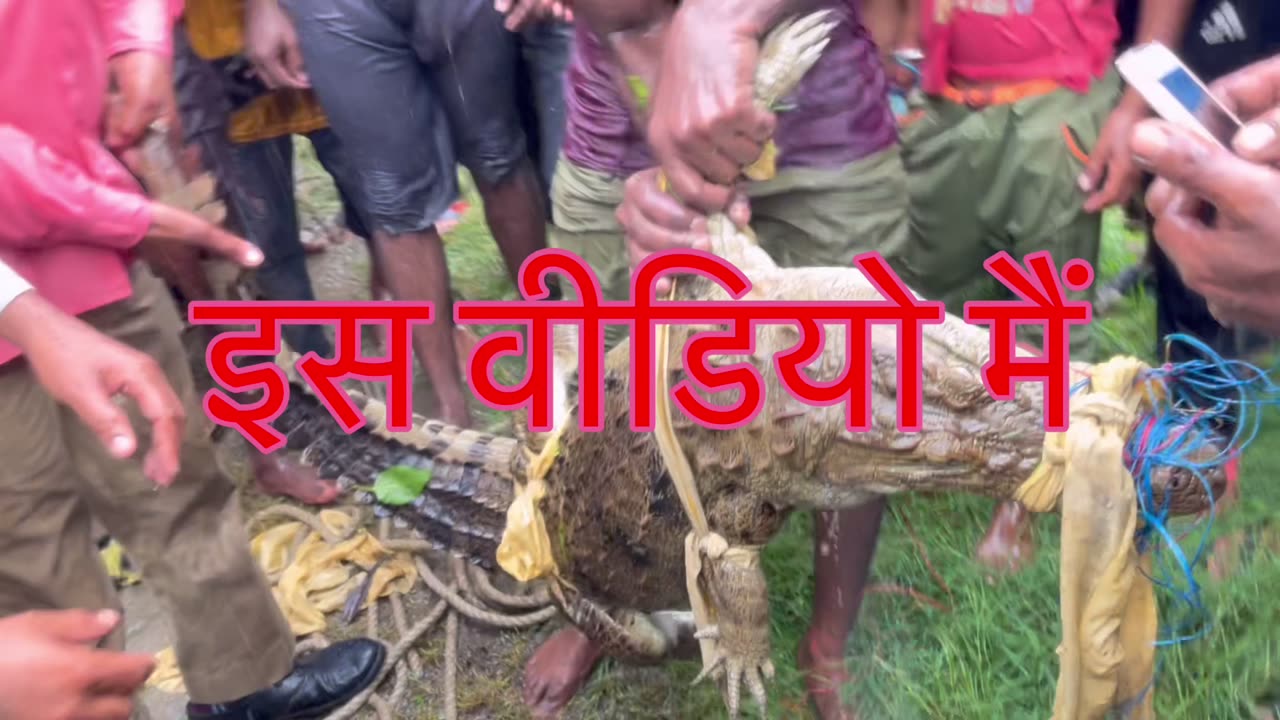 Crocodile in our Village