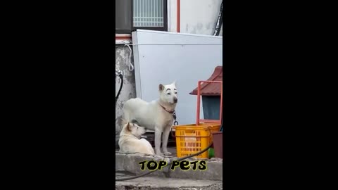 Funny videos with dogs, cats and kittens