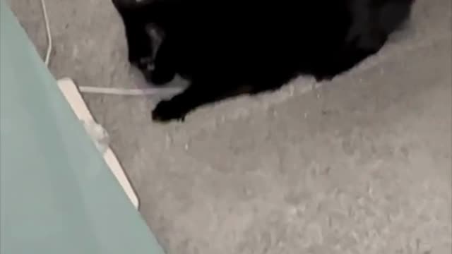 Adopting a Cat from a Shelter Vlog -Cute Precious Piper Playing with a New Plaything #shorts