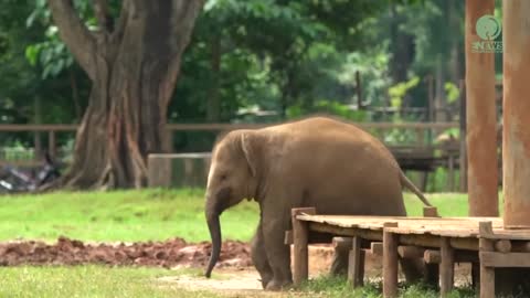 Cute Baby Elephant Chaba And Her New Friend