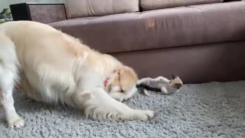 Golden Retriever wants to make friends with a Kitten