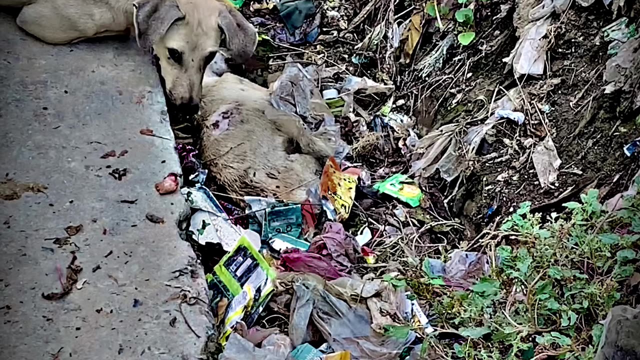 This is the mother of this dog, this is her baby died