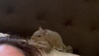 Squirrel Pulls at Persons Hair