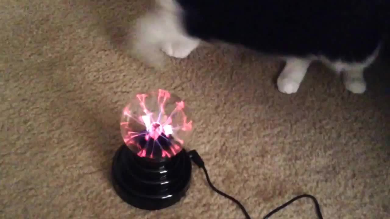 Cat and Plasma Ball