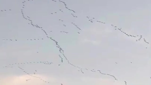 Birds flying in formation