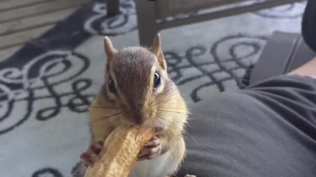 when the peanut is too big to fit, squirrel trying to commit a very big peanut.