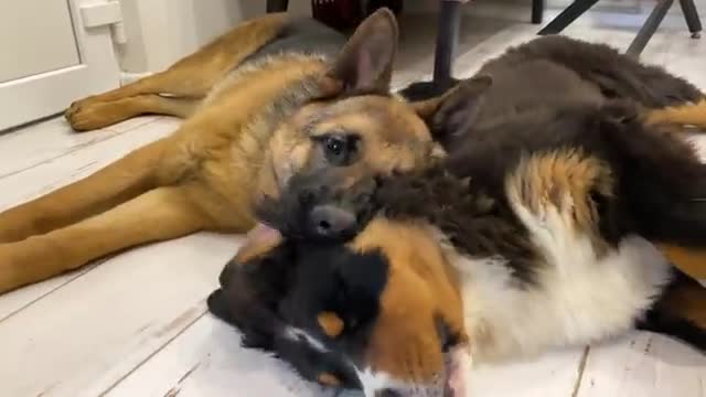 What cuddle looks like between a German Shepherd Puppy and a Bernese Mountain Dog Puppy!