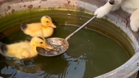 Cute swan