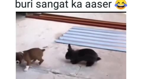 Funny animal video😸😸