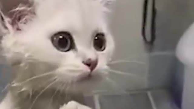 Funny cute kitten fails while taking bath