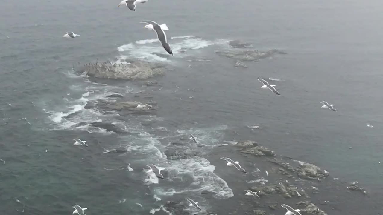 Witness the Mesmerizing Sight of Birds Soaring Over the Coastal Area