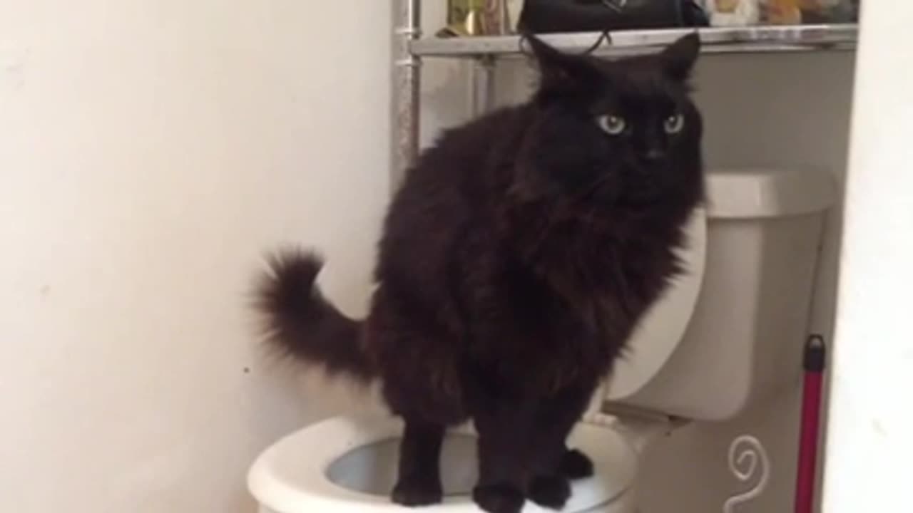 Toilettentraining für Katzen