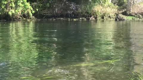 Manatee Coming Up For Air