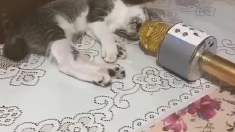 Cats and dogs Funny videos 😂😂