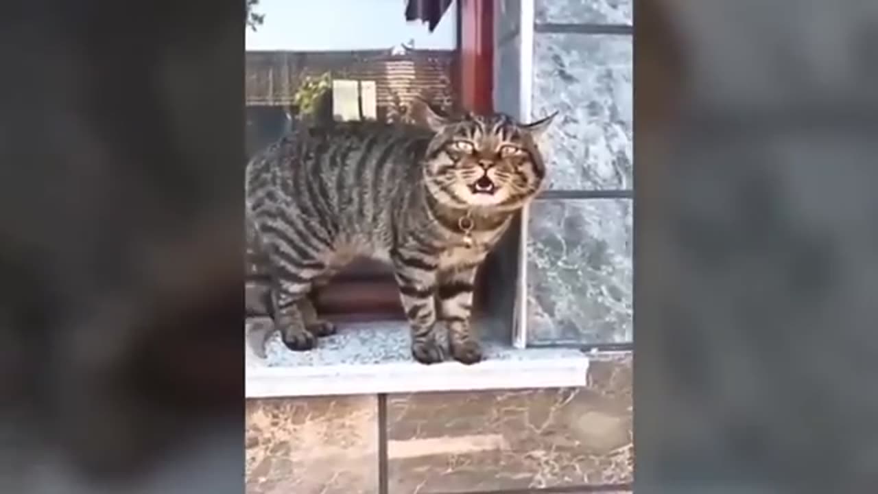 Funny Animal Videos