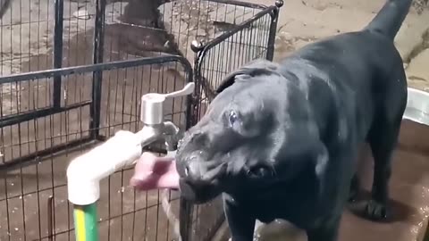 Smart dog drink water