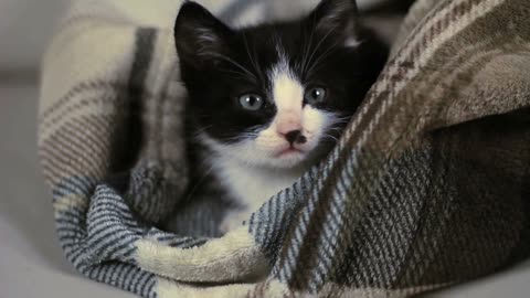 Cute little Kitty, hide and get ready for bed