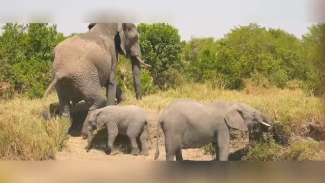 RELAXING WITH AMAZING NATURAL SOUNDS AND ANIMALS