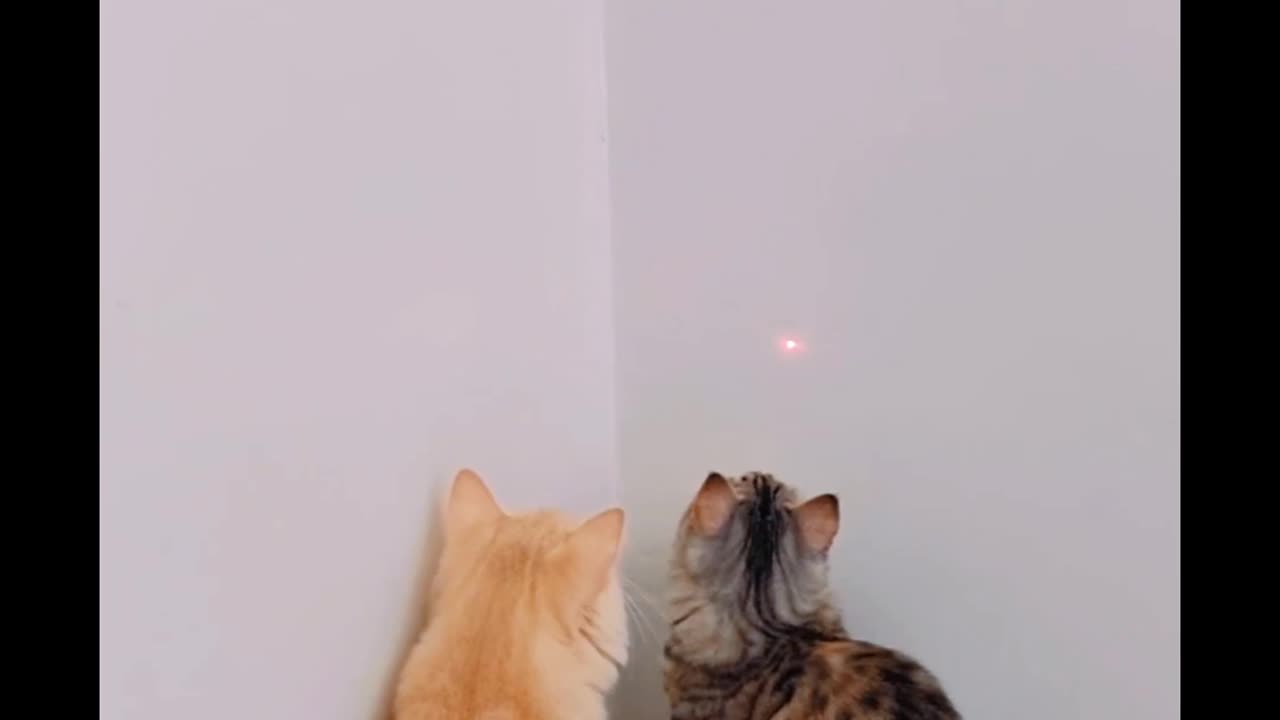 cat videos 24 hours